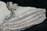 Super Decadocrinus Tumidulus Crinoid - Indiana #8339-2